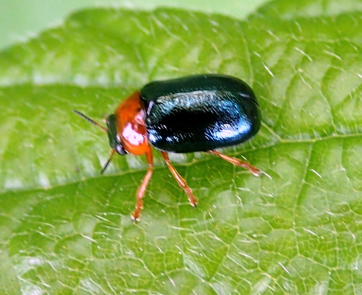 Smaragdina sp. (Chrysomelidae)